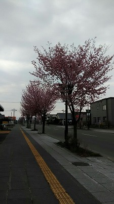 ゴールデンウィーク後半へ(旭川近郊の工務店ならミヤザキホーム）